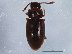 Image of <i>Cryptophilus obliteratus</i>