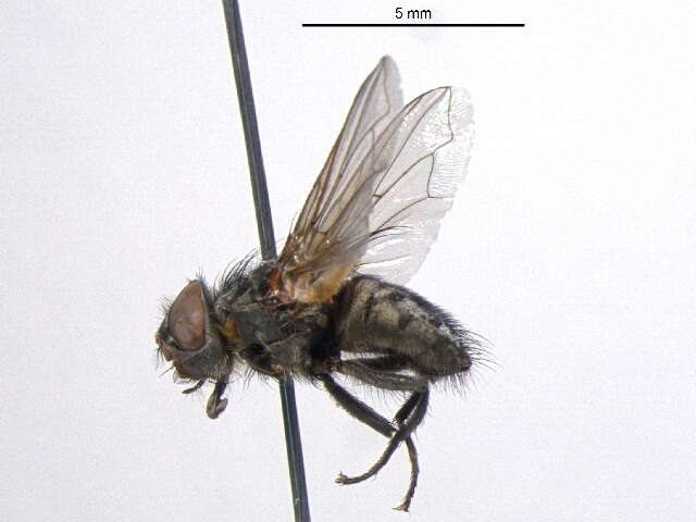 Image of Narrow-cheeked cluster fly