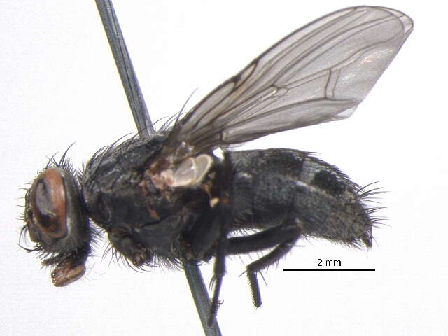 Image of House fly