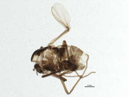 Image of Gymnometriocnemus brumalis (Edwards 1929)