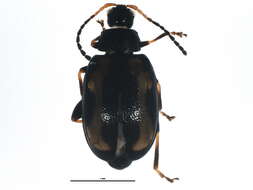 Image of Striped flea beetle