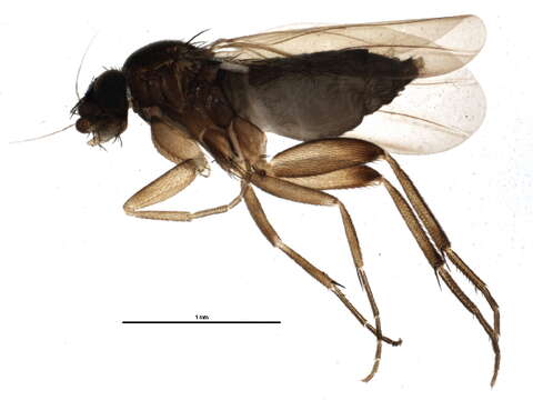 Image of Hump-backed fly