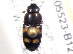 Image of Four-spotted Sap Beetle