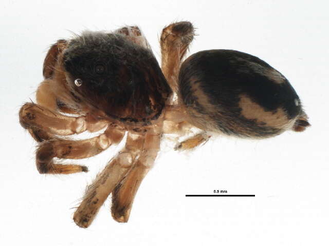 Image of Habronattus decorus (Blackwall 1846)