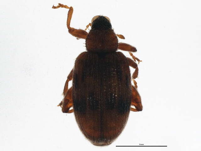 Image of European Elm Flea Weevil