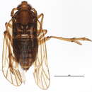 Image of Delphacodes capnodes (Scott 1870)