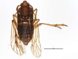 Imagem de Delphacodes capnodes (Scott 1870)