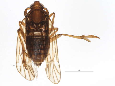 Image of Delphacodes capnodes (Scott 1870)