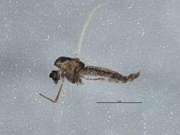 Image of Eukiefferiella claripennis (Lundbeck 1898)