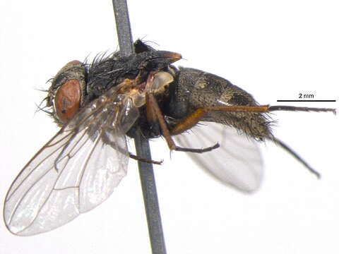 Image of False stable fly