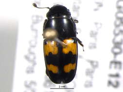 Image of Glischrochilus fasciatus (Olivier 1790)