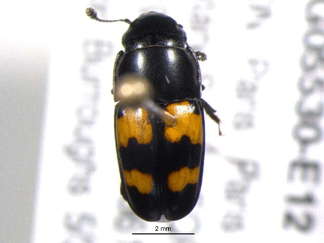 Image of Glischrochilus fasciatus (Olivier 1790)