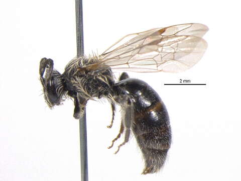 Image of Andrena imitatrix Cresson 1872