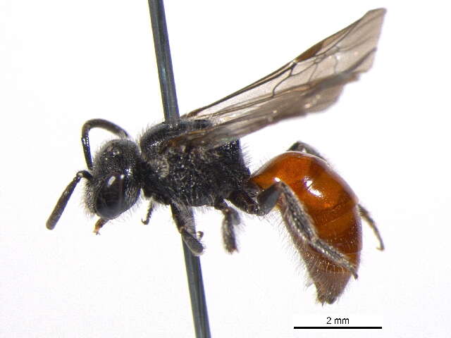 Image of Sphecodes minor Robertson 1898