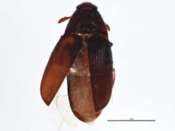 Image of Trixagus