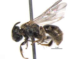 Lasioglossum weemsi (Mitchell 1960)的圖片