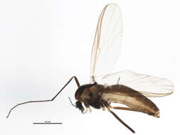 Image of Chaetocladius perennis (Meigen 1830)