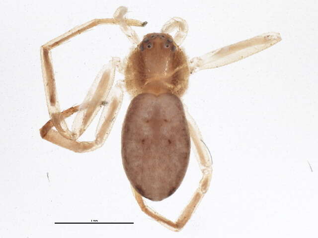 Image of Philodromus rufus vibrans Dondale 1964