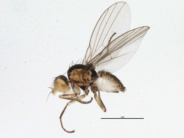 Image of Phytoliriomyza arctica (Lundbeck 1901)