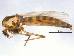 Image of Chironomus bifurcatus Wuelker, Martin, Kiknadze, Sublette & Michiels 2009