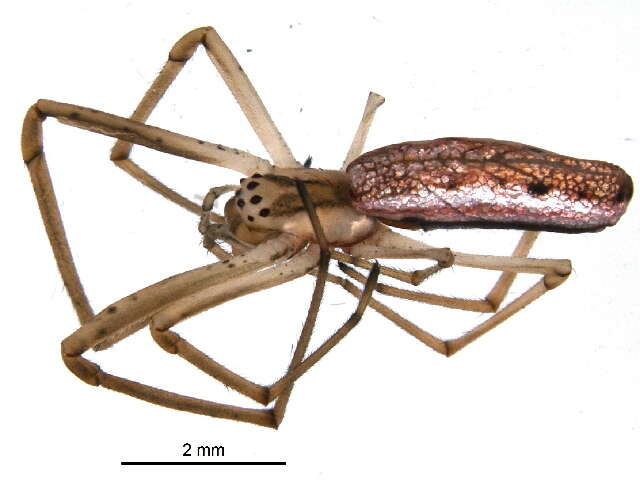 Image of Silver Longjawed Orbweaver