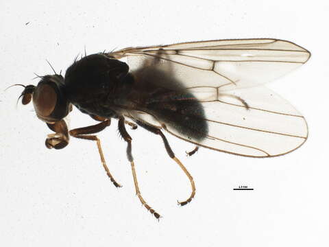 Image of Brine fly