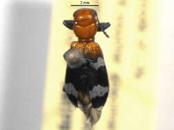 Image of Wavering Checkered Beetle