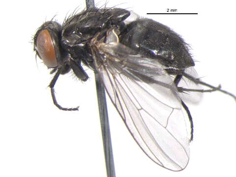 Image of House fly