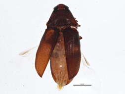 Image of Trixagus