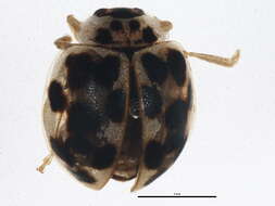 Image de Psyllobora vigintimaculata (Say 1824)