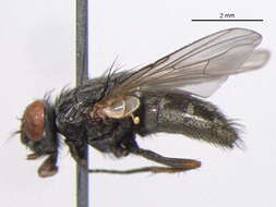 Image of False stable fly