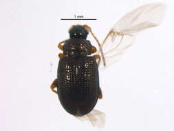 Image of Crepidodera solita Parry 1986