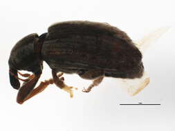 Image of Weevil