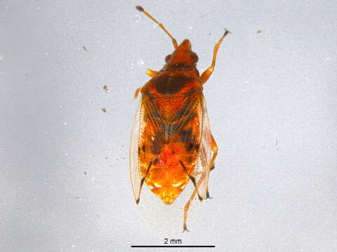 Image of Kleidocerys resedae geminatus (Say & T. 1831)