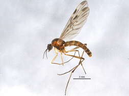 Image of Wood gnat