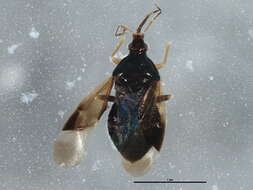 Image of <i>Orius majusculus</i>