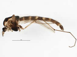 Image of Chironomus acidophilus Keyl 1960