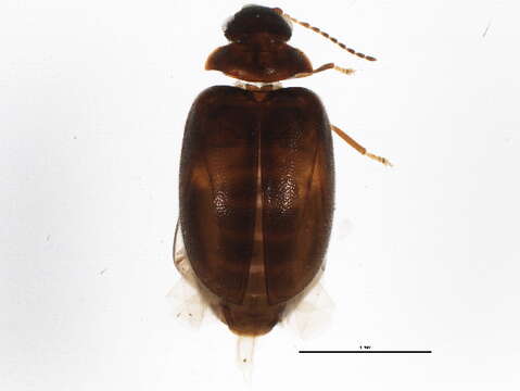 Image of Contacyphon variabilis (Thunberg 1785)