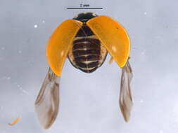 Image of Polished Lady Beetle