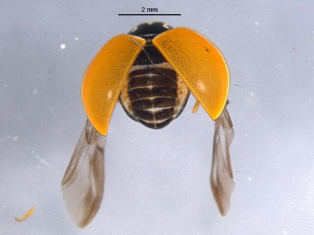 Image of Polished Lady Beetle