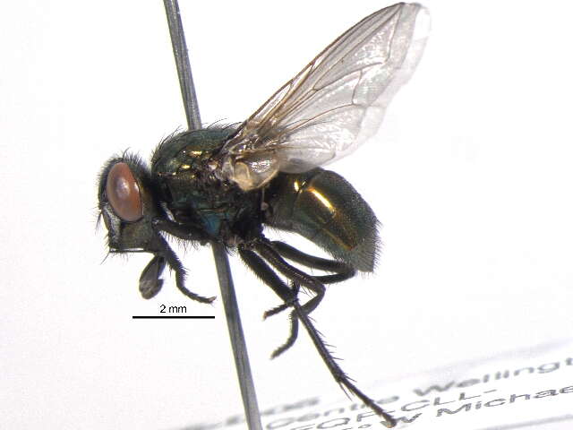 Image of Neomyia