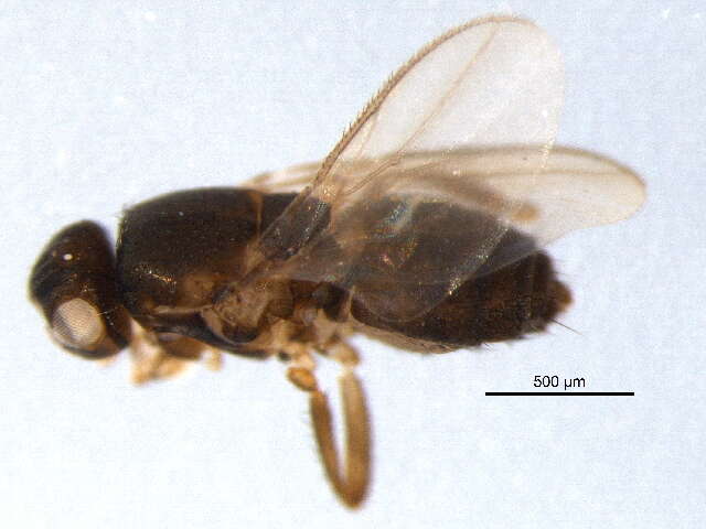 Image of Fly