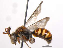 Image of Nomada perplexa Cresson 1863