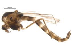 Image of Chironomus bifurcatus Wuelker, Martin, Kiknadze, Sublette & Michiels 2009