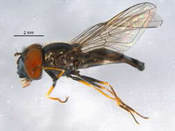 Image of Platycheirus obscurus (Say 1824)