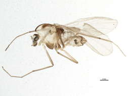 Image of Synorthocladius semivirens (Kieffer 1909)