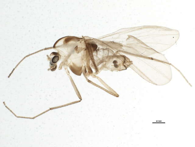 Imagem de Synorthocladius semivirens (Kieffer 1909)