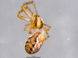 Image of Tuftlegged Orbweaver