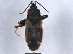 صورة Eremocoris