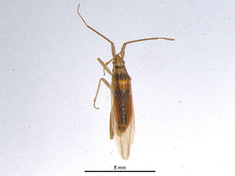 Image of Stenodema trispinosa